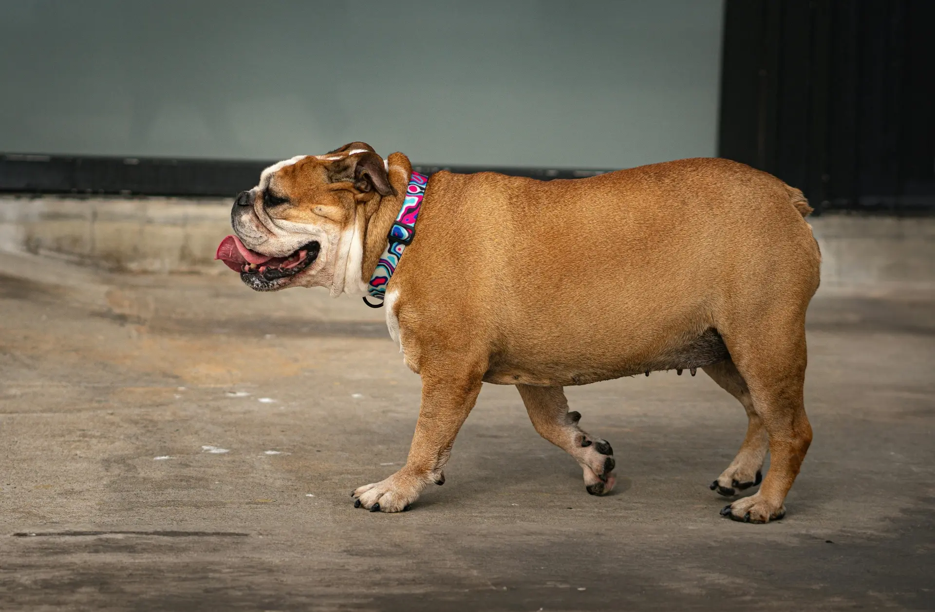dog collar with name
